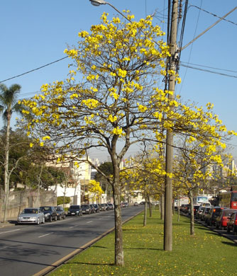 Composição de Ipê Amarelo.