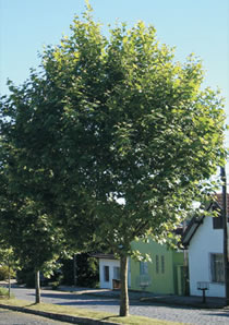 Exemplo de copa de árvore.