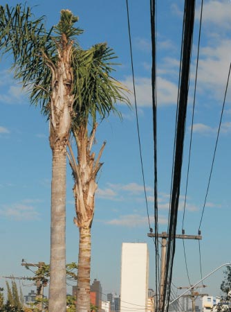 A palmeira não deve ser plantada sob fiação elétrica aérea, pois não permite qualquer forma de condução de sua copa.