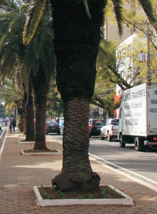 A arborização deve estar de acordo com oplanejamento urbano de cada cidade. O tamanho das áreas permeáveis na basedas árvores (canteiros) deve ser proporcional ao seu porte.