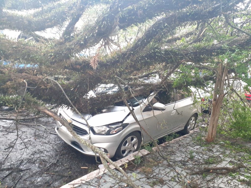 Árvore grande caída sobre carro estacionado na rua