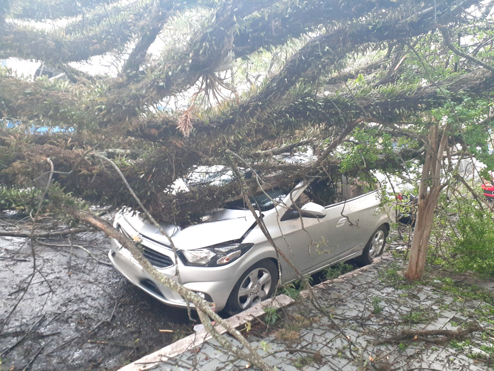 Carro estacionado atingido por uma árvore de grande porte que caiu no temporal