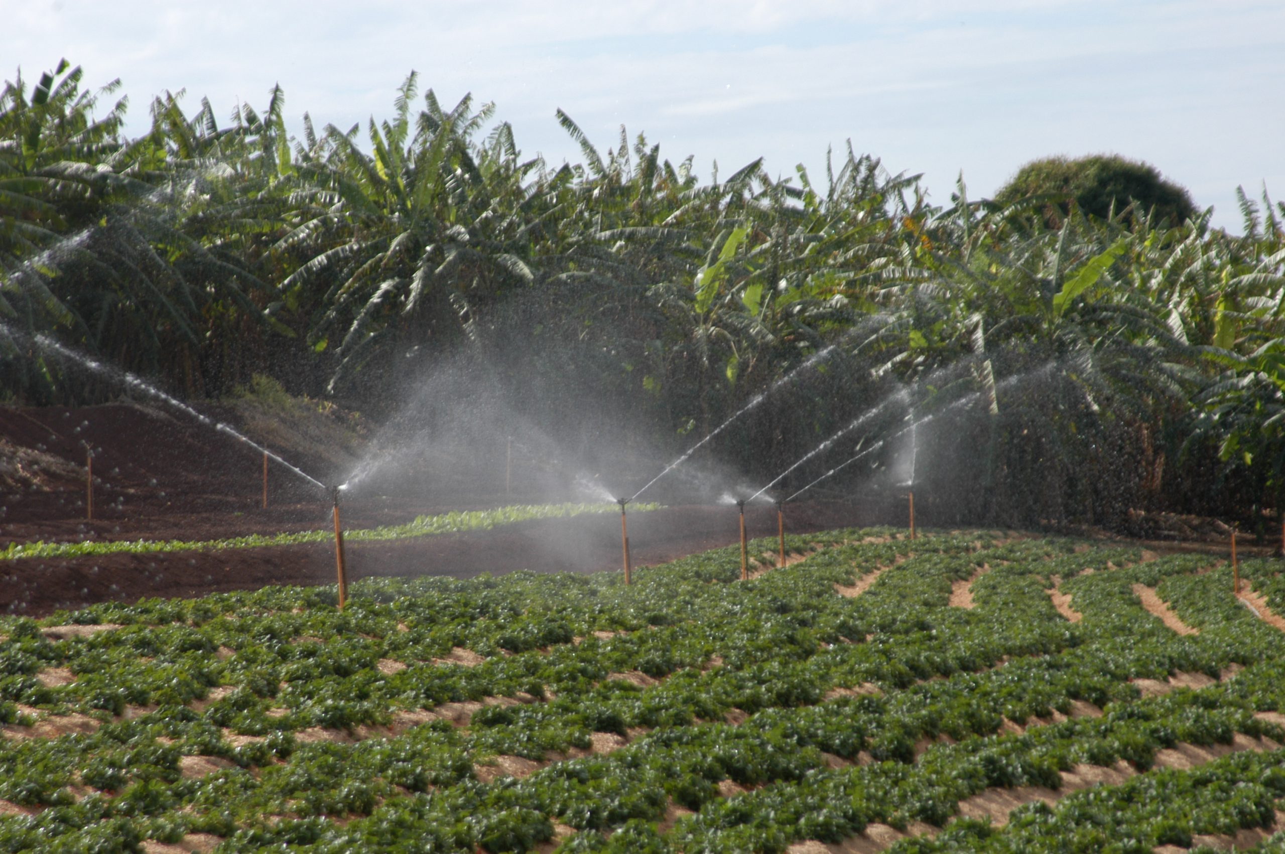 Irrigação em agricultura de hortifruti