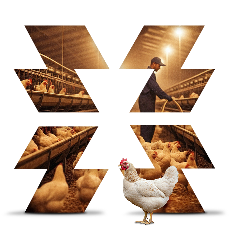 Paraná Trifásico - Energia de qualidade para o agronegócio